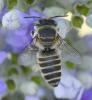 237886 – Photo : Bernard Ginesy – France (13)